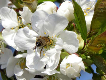 Bee drinking nectar №24488