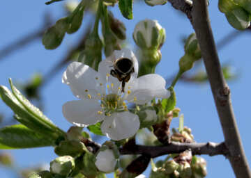 Bee in flower №24022
