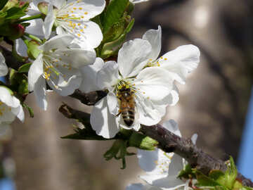 Biene in Blüte №24500