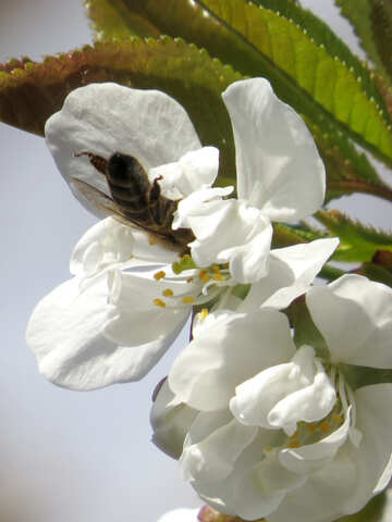 開花ツリーで蜂 №24451