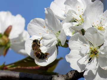 Bee on flowers №24428