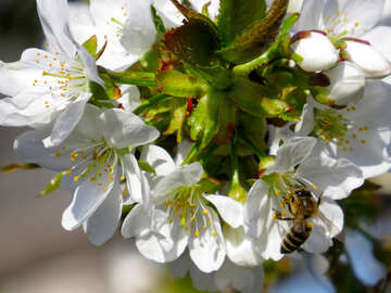 Biene auf Blütenstand №24443