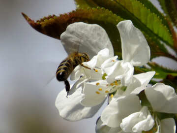 Biene bei der Arbeit №24450
