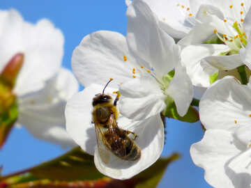Grosse abeille №24432