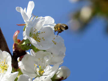 Fliegende Biene №24416