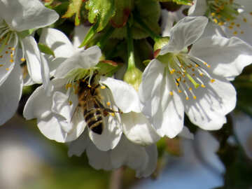 Worker bee №24446