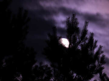 Noche de luna llena №24185