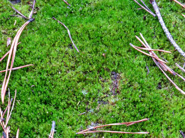 Moss green №24854
