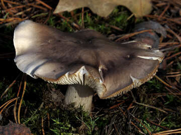 Big mushroom №24868