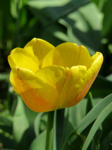 Жовтий весняна квітка №24019