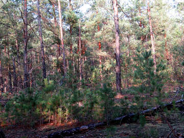 Épaisse forêt de pins №24857