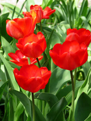 Red tulips №24144