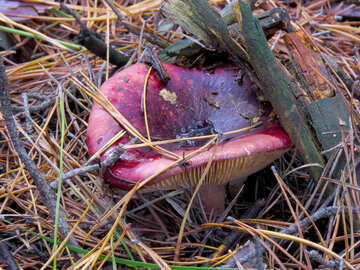 Red russula №24852