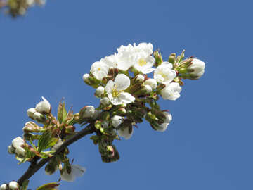 Frühlingsblumen №24415