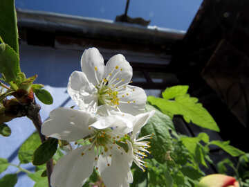 Flores de primavera en el pueblo №24073