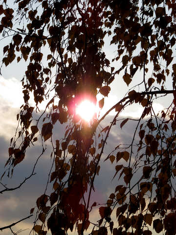 Sun in the branches of tree №24822