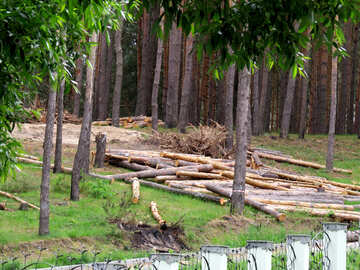 Chopped trees №24706