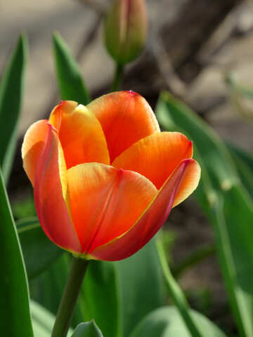 Tulipán №24149