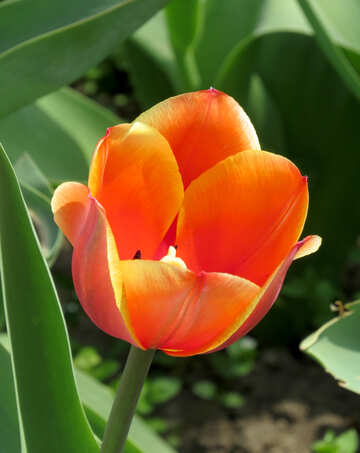 Bello tulipán №24150