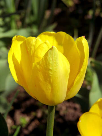 Helle gelbe Tulpe №24017