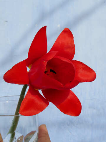 Decoración del tulipán №24135