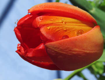 Dew drops on tulip №24053