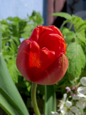 Gocce su tulipano №24059