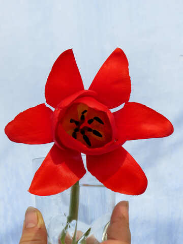 No es el habitual tulipán №24134