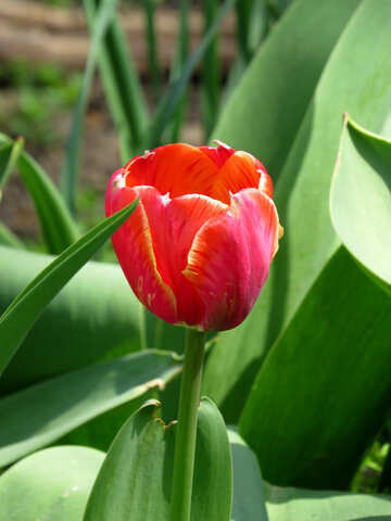 Tigre tulipán №24148