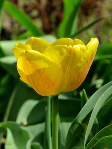 Tulipano giallo №24018