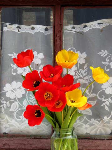 Tulpen im Fenster №24156