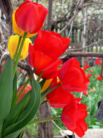Tulips №24137