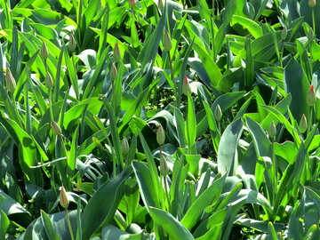 Green Tulips №24015