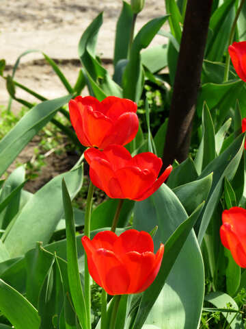Tulipanes №24147