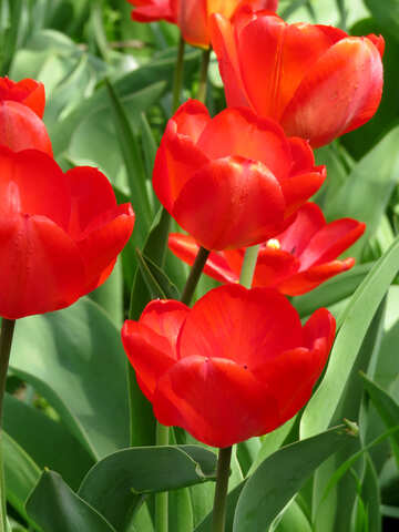 Dutch tulips №24145
