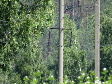 Postes con cables en el bosque №24985