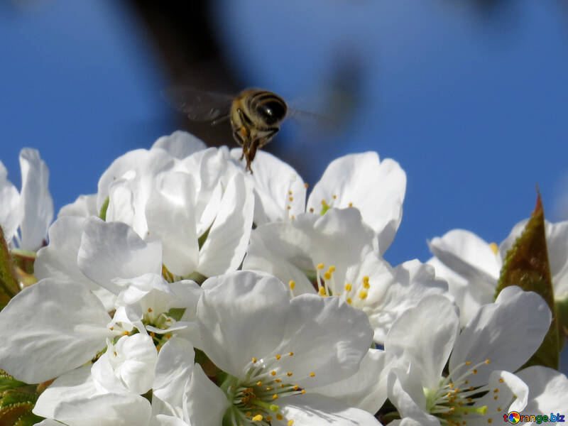 Бджола літає над квіткою №24472
