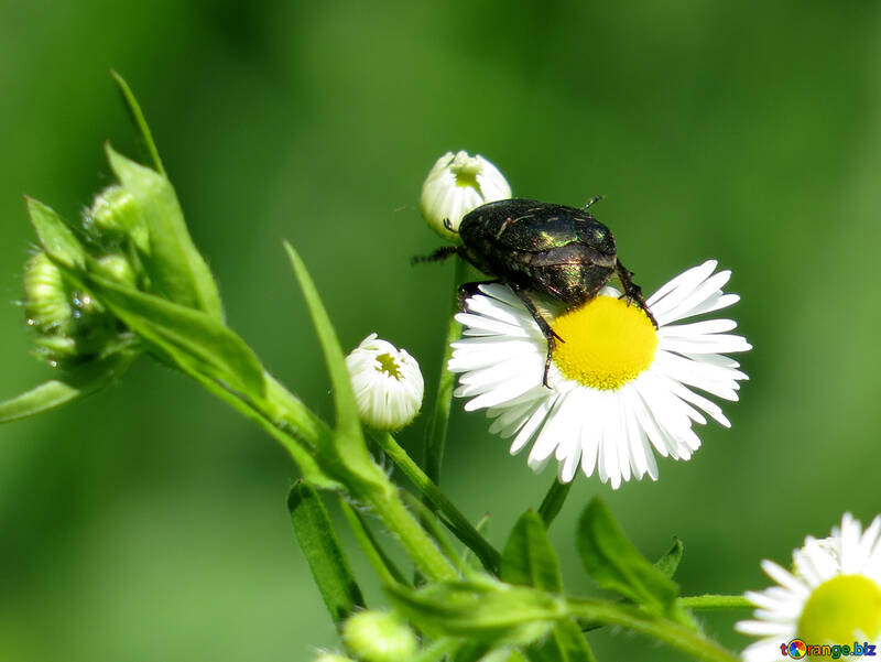 Green beetle on flower №24999