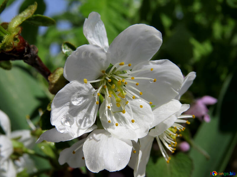 Grande fiore di ciliegio №24072
