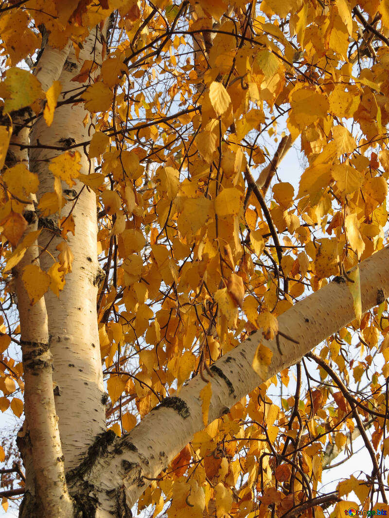 Autumn birch №24826