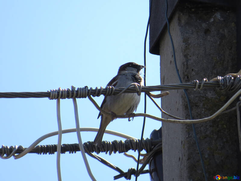 Bird on an electric pole №24389