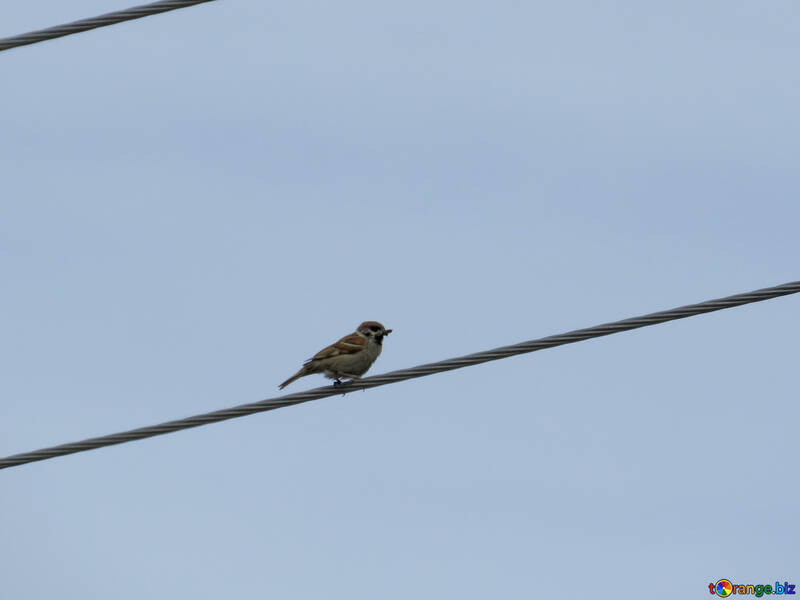 Small bird on wire №24194