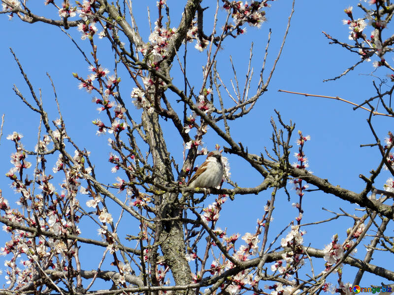 Sparrow on blooming branch №24011