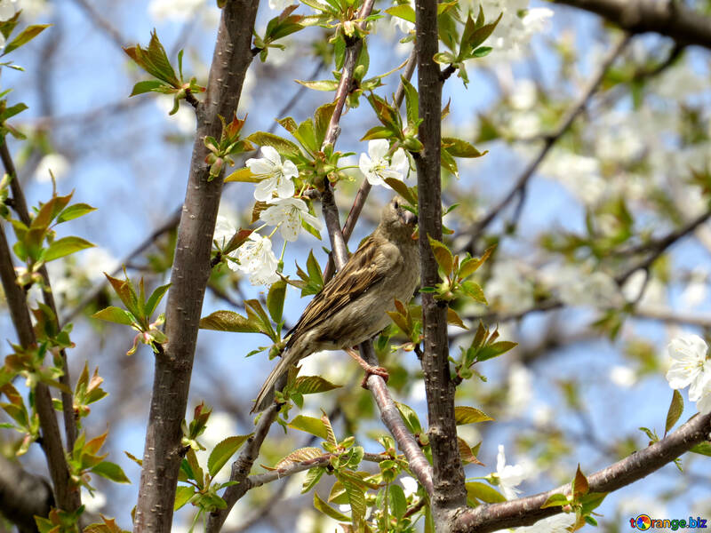 Sparrow on spring tree №24142