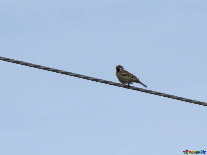 Sparrow on wire №24195
