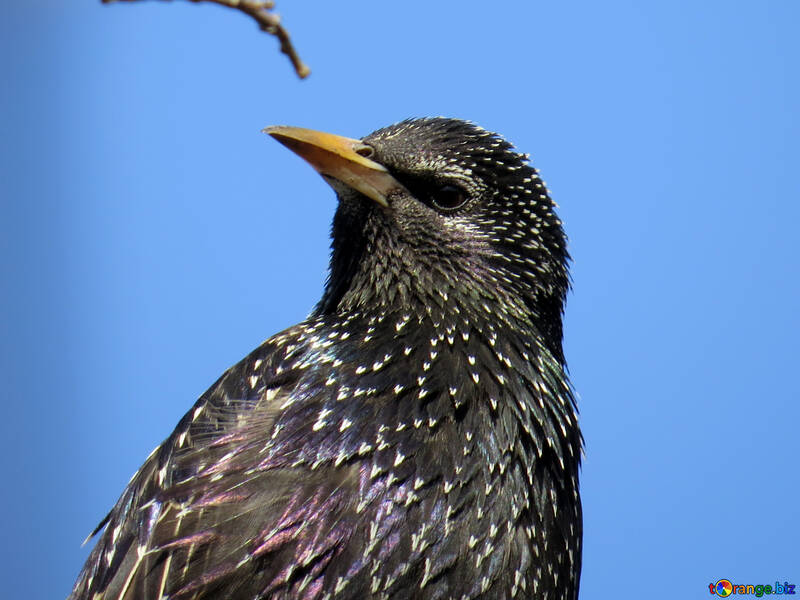 Portrait of starling №24379