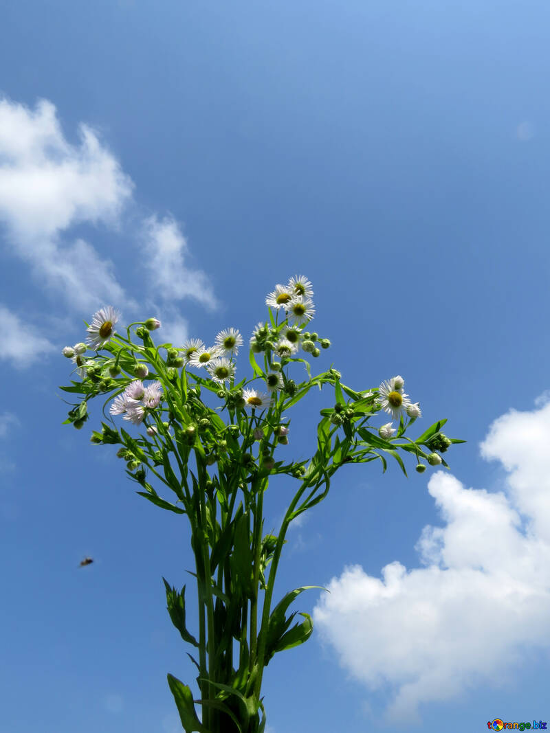Blumenstrauß auf Hintergrund des Himmels №24914