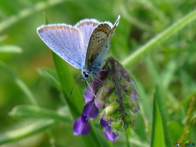 Butterfly №24641