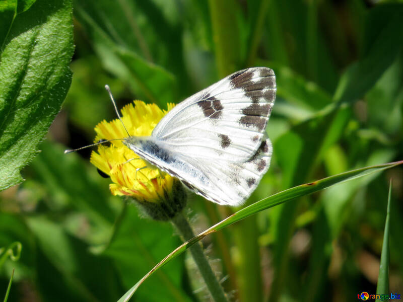 Mariposa mariposa blanca №24650