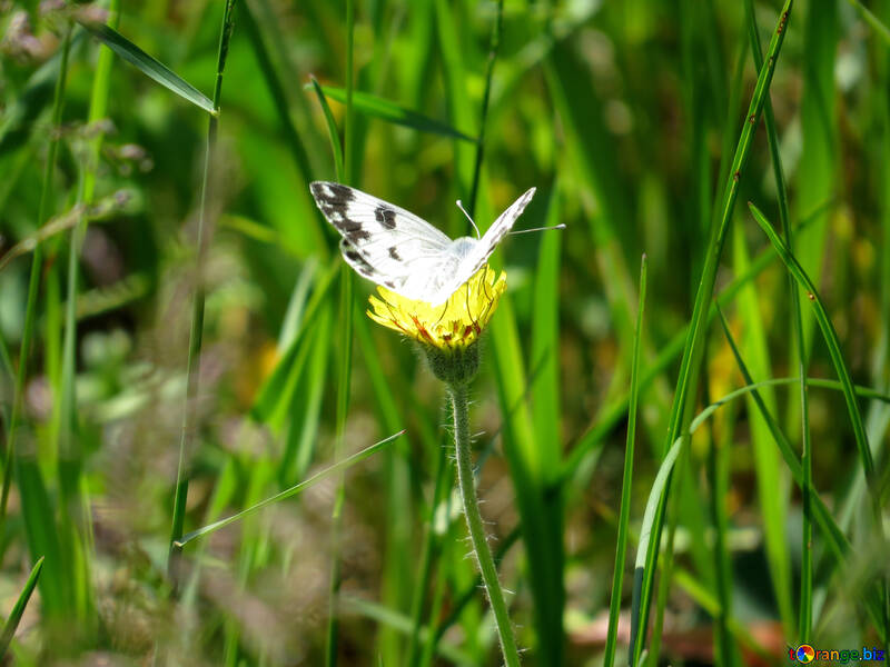 White butterfly on flower №24652